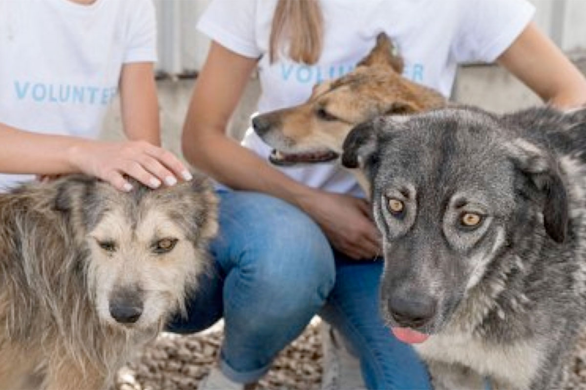 Como as Plataformas Online Estão a Transformar o Bem-Estar Animal: O Exemplo da Telecão e a Comunidade da Póvoa de Varzim